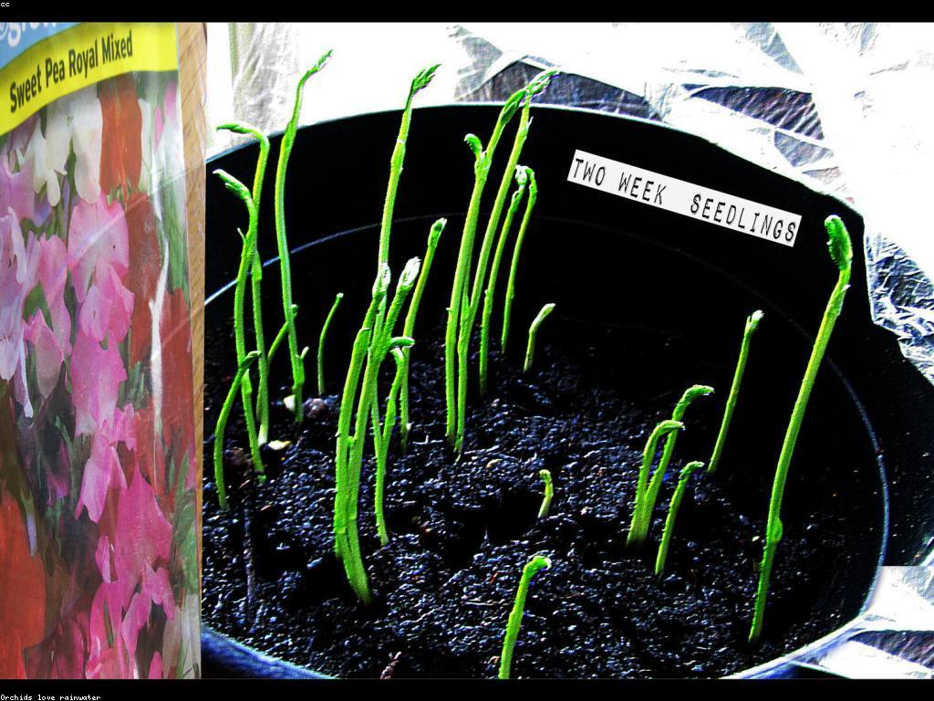 ផលប៉ះពាល់នៃការប្រកួតមិត្តភាព